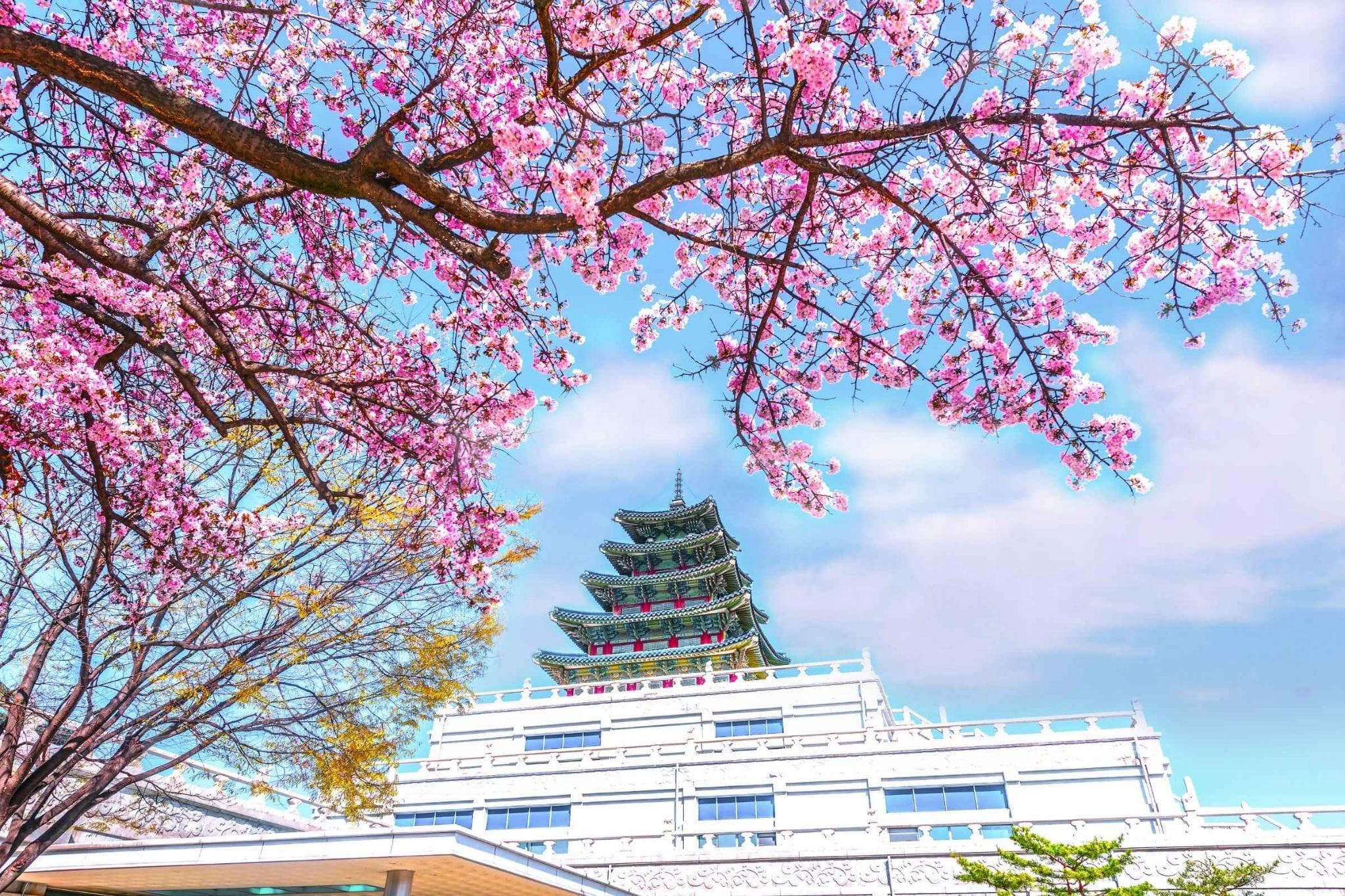 How Much Does Incorporation of a Company Cost in South Korea?